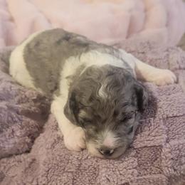 Lulu - Blue merle female Aussiedoodle puppy in Yacolt, Washington from Aussiedoodles by Maggie