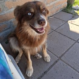 Breezy - Australian Shepherd