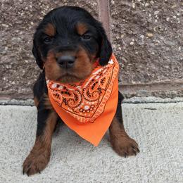 Boy 3 - Black and tan male Gordon Setter puppy in Potosi, Wisconsin from Point and Flush Gun Dogs