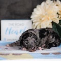 Bordoodle Puppies from 2J 2K Bordoodles