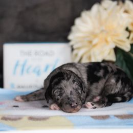 Bordoodle Puppies from 2J 2K Bordoodles