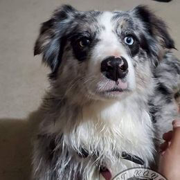 Silver - Australian Shepherd