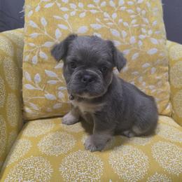 White collar - Blue male French Bulldog puppy in Grand Junction, Colorado from Elisabeth's Frenchies