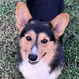 Newt - Pembroke Welsh Corgi
