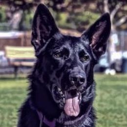 German Shepherds from Von Plateau