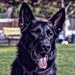 German Shepherds from Von Plateau