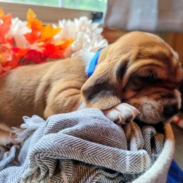 Blue boy - Mahogany and white male Basset Hound puppy in Converse, Louisiana from Walkers Catuna Bassett Hounds