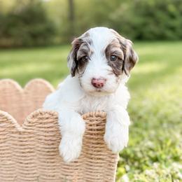 Chunk - Merle male Goldendoodle puppy in Ooltewah, Tennessee from Allison Family Doodles