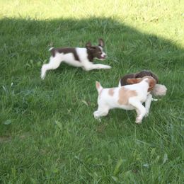 Brittany Puppies from Center Ridge Brittanys