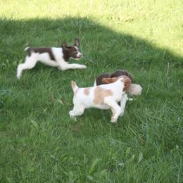 Brittany Puppies from Center Ridge Brittanys