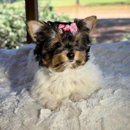 Willow  -  AKC - Black tan and white female Biewer Terrier puppy in Douglas, Georgia from Heartland small breeds