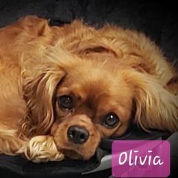 Olivia - Cavalier King Charles Spaniel