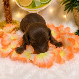 Green collar Boy 2 - Chocolate male Dachshund puppy in Pleasant Plains, Arkansas from JGBs Silver Spur Dachshunds