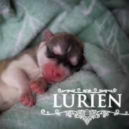 Lurien - Gray and white male Siberian Husky puppy in Greenville, North Carolina from Ivie Huskies