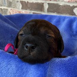 Pink Collar - Brindle female Poodle puppy in Huntsville, Alabama from Flint River Poodles