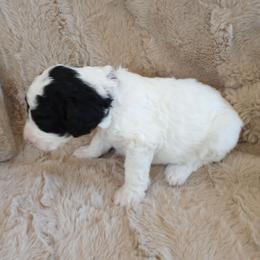 Shelly - Parti female Assorted Doodle Crosses puppy in Heyburn, Idaho from Royal T Acres