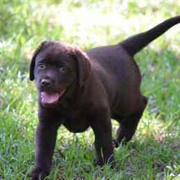 Chocolate female u - Chocolate female Labrador Retriever puppy in Edgefield, South Carolina from Backwoods Pond Labradors LLC