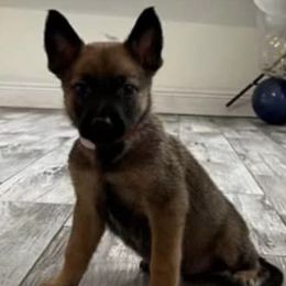 Belgian Malinois from VonSal Kennels