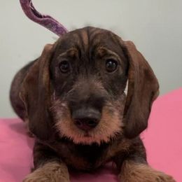 Dachshunds from Backwoods Standard Dachshunds