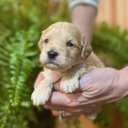 Luna purple - Apricot female Schnoodle puppy in Fredericksburg, Virginia from Growing Puppies