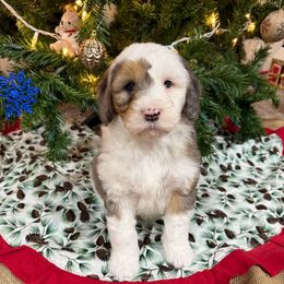 Fuller - Blue merle male Aussiedoodle puppy in Heber City, Utah from Junipersdoodles