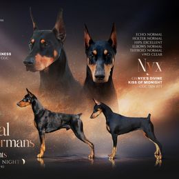 Girl 1 - Doberman Pinscher puppy from Mystical Doberman Pinchers