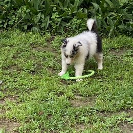 Misty - Blue merle and white female Collie puppy in Blossvale, New York from Glenara Collies & Papillons