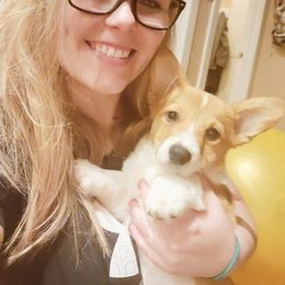 Pembroke Welsh Corgi Puppies from Rose Water Corgis