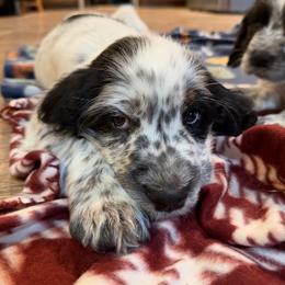 Remi - Black white and tan male English Springer Spaniel puppy in Coxs Creek, Kentucky from Bluegrass Bend English Springer Spaniels