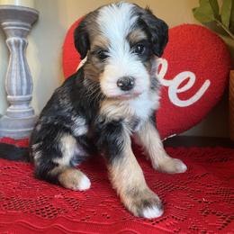 Boy 5 - Merle male Bernedoodle puppy in Perryville, Maryland from Heavenly Heritage Dachshunds and Doods