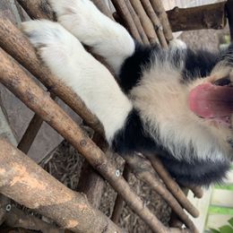 Bordoodle Puppies from Borders of Eby Eden