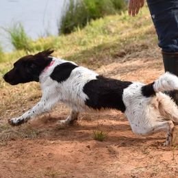 Kleine Munsterlanders from Iron Oak Kennels (v.d. Eiseneiche)