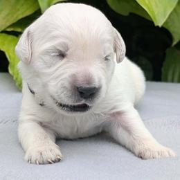 Maverick - Light golden male Golden Retriever puppy in Walnut Grove, Missouri from Forever Your Puppies