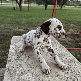 Purple - White and liver brown male Dalmatian puppy in Lockhart, Texas from Haus of Dals