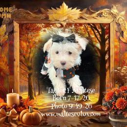 Girl 3 - female Maltese puppy in Silverhill, Alabama from Malteseuluv’s Tiny Treasurers