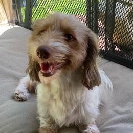 Jaylynn - Dachshund