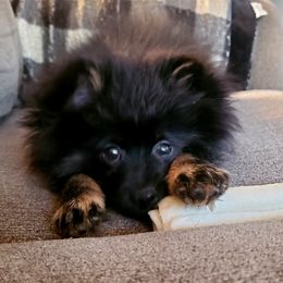 German Shepherd and Pomeranian Puppies from Heartland Shepherds