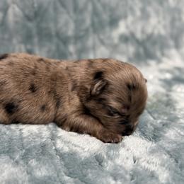 Cookie - Blue merle female Australian Shepherd puppy in Oxford, Florida from SoCo Aussies