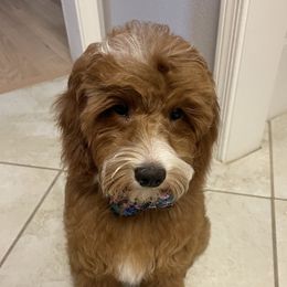 Annie - Goldendoodle