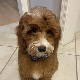 Annie - Goldendoodle