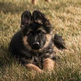 German Shepherd Puppies from Lost Creek German Shepherds