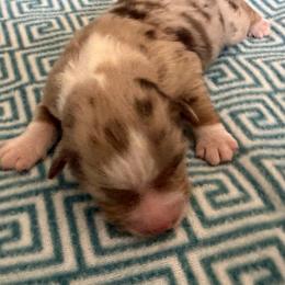 ASDR 2 Blue's Smoldering Ember - Red merle female Toy Australian Shepherd puppy in Tremont, Tennessee from 2 Blue Toy Aussies