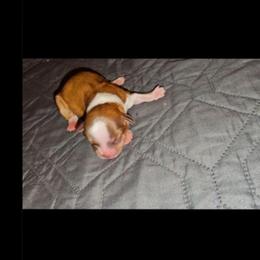 Boy 2 SC - Sable and white male Shih Tzu puppy in Meridian, Oklahoma from Crazy Love Kennels