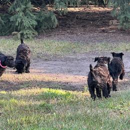 Kerry Blue Terrier Puppies from Costerra Kerry Blue Terriers