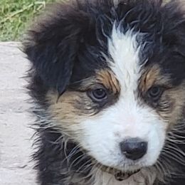 Australian Shepherds from Sager Wiggle Butt Aussies