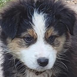 Australian Shepherds from Sager Wiggle Butt Aussies