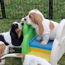 Basset Hounds from Baskins Creek Basset Hounds