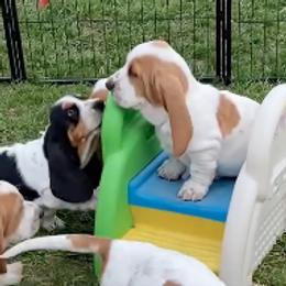 Basset Hounds from Baskins Creek Basset Hounds