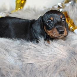 Girl 2 - Black and tan female Dachshund puppy in Craig, Colorado from Rocky Mountain Shih Tzus and Dry Creek Miniature Dachshunds