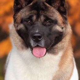 Akita from Firebrand Akitas